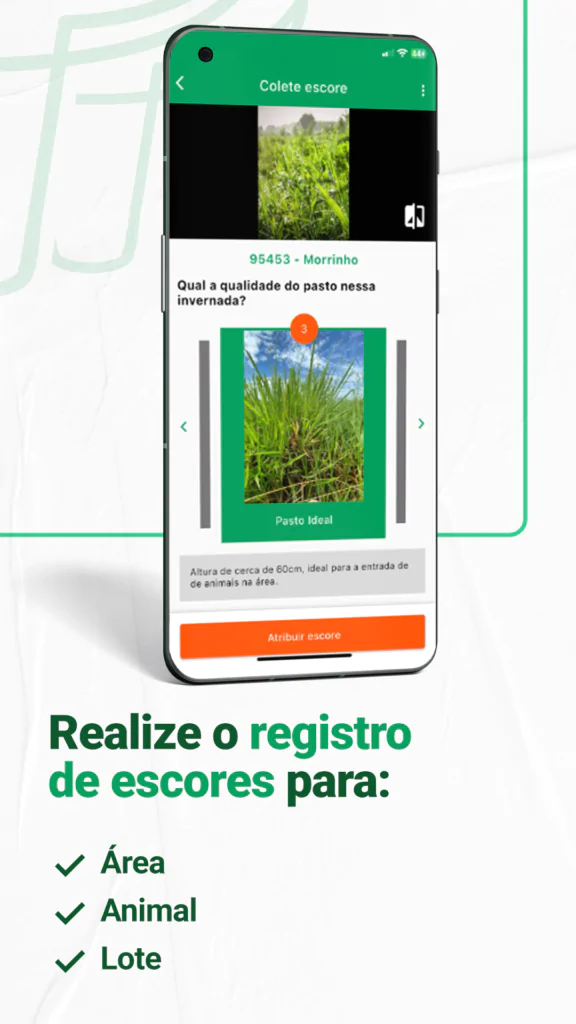 Registro de escores para área, animal e lote