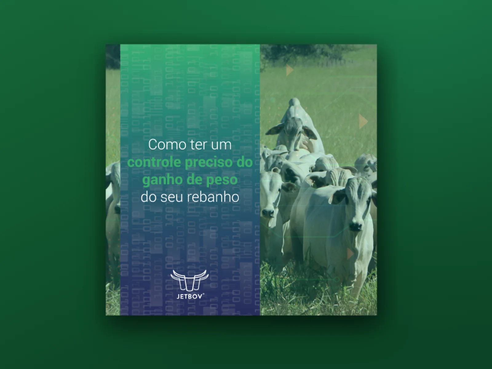 E-book: Como ter um controle preciso do ganho de peso do seu rebanho